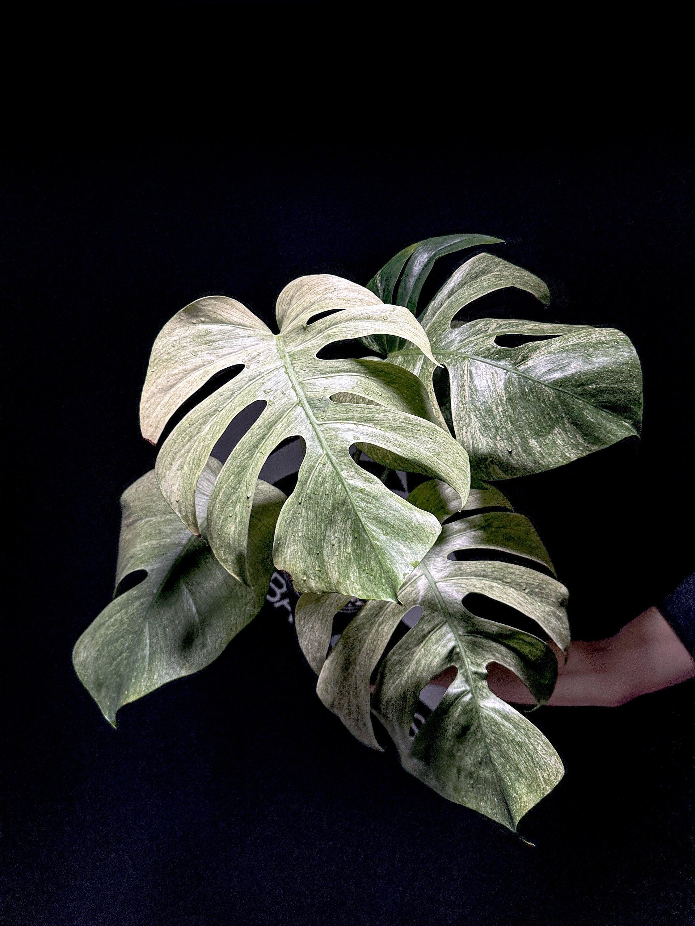 philodendron dark knight White Knight Philodendron Rare Plant (Philodendron erubescens) – Jungle  Relics