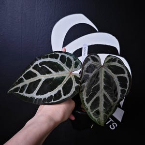 Anthurium Swan Kiss