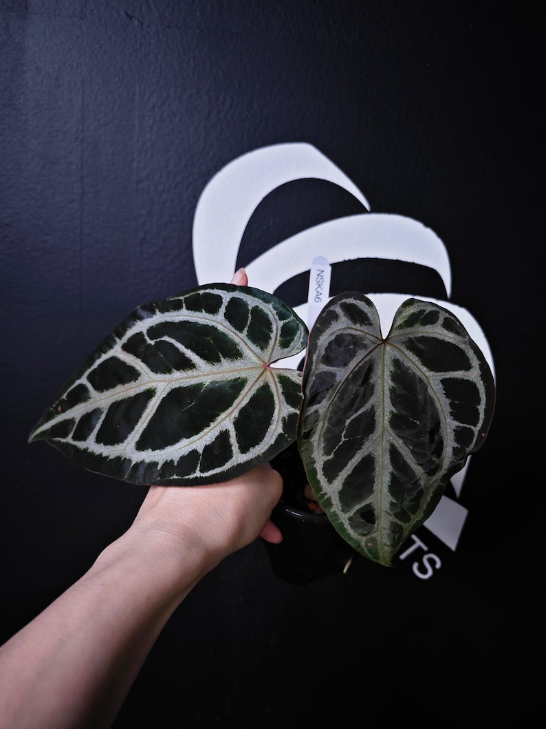 Anthurium Swan Kiss