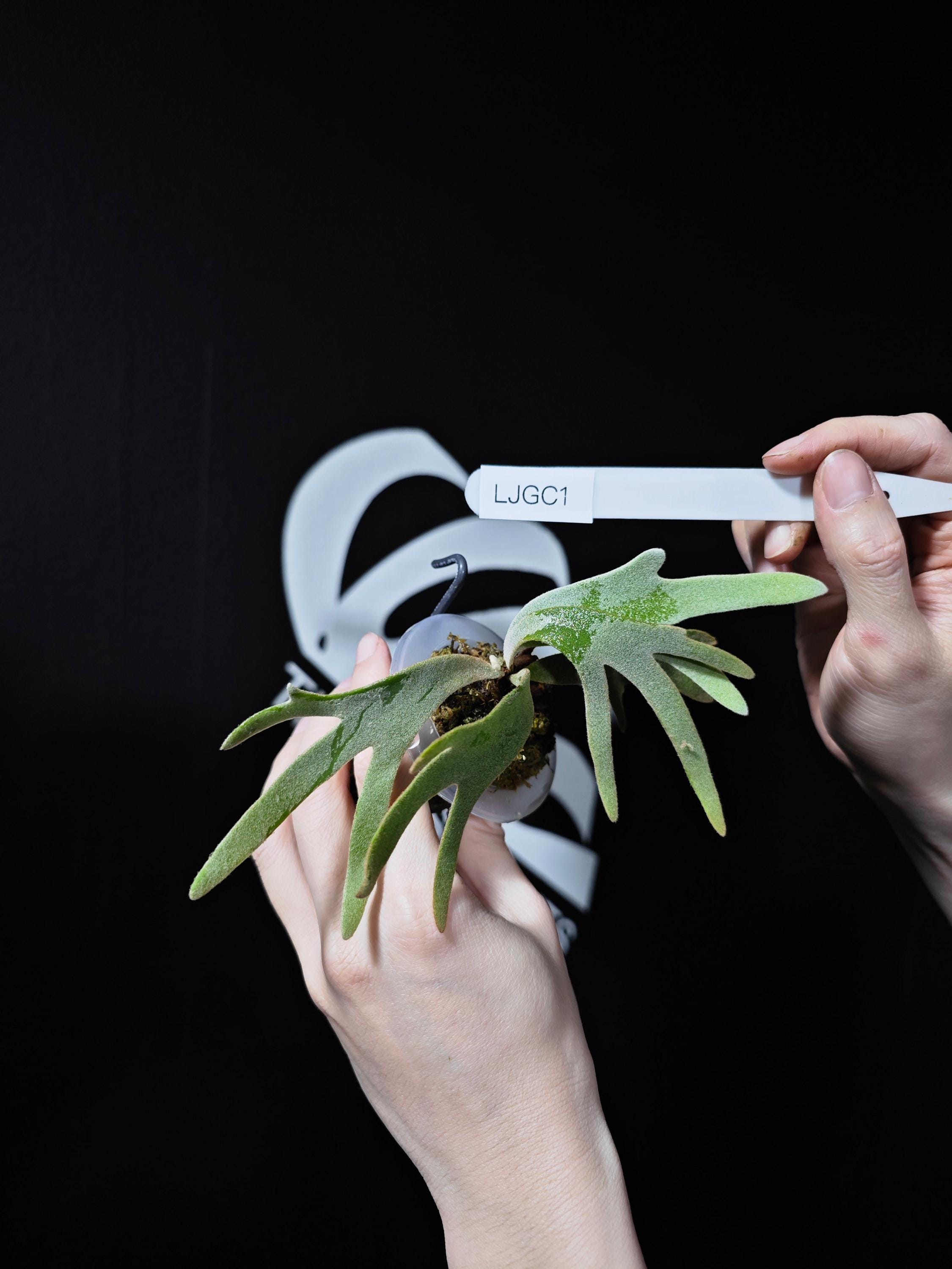 Platycerium Willinckii “jade Girl” Staghorn Fern Starter