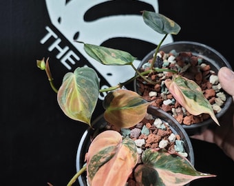 Hoya Pubicalyx RHP Outer Variegated Splash - Etsy