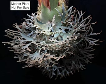 Platycerium Pedro Tatsuta - Etsy