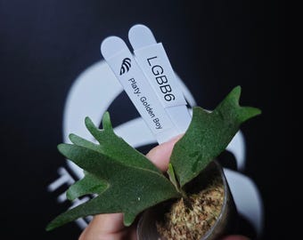 US Seller Platycerium Willinckii Golden Boy Sporeling - Etsy