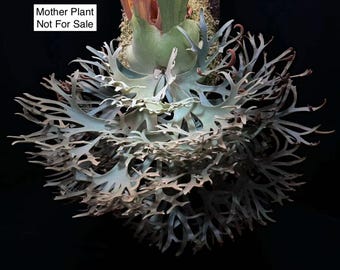 Platycerium Ridleyi Dwarf Silver - Pick Your Plant - Etsy