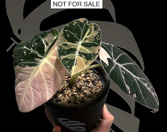 Seed Grown Anthurium Black Sweet X Fort Sherman Starter Plant (ALL
