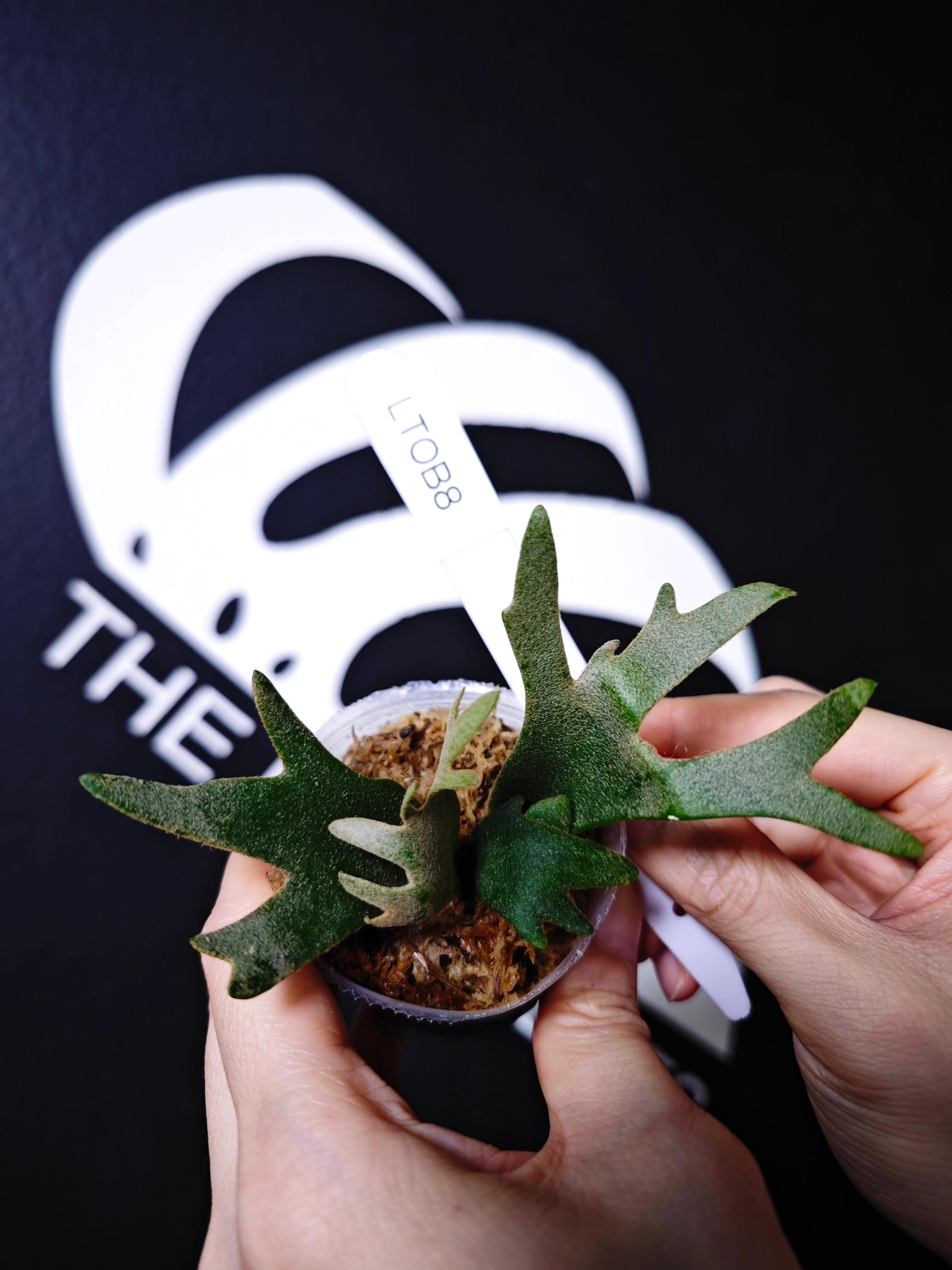 Platycerium Willinckii Dwarf 'totoro' Sporelings - Etsy