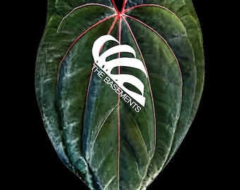 Anthurium Tezula Ace of Spades Dark Form - 3