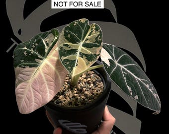 Seed Grown Anthurium Black Sweet X Fort Sherman Starter Plant (ALL