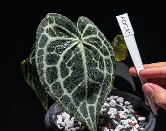 Anthurium Queen of Clarinervium Clone