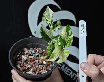 US Seller Rhaphidophora Tetrasperma Migma Variegated - Etsy