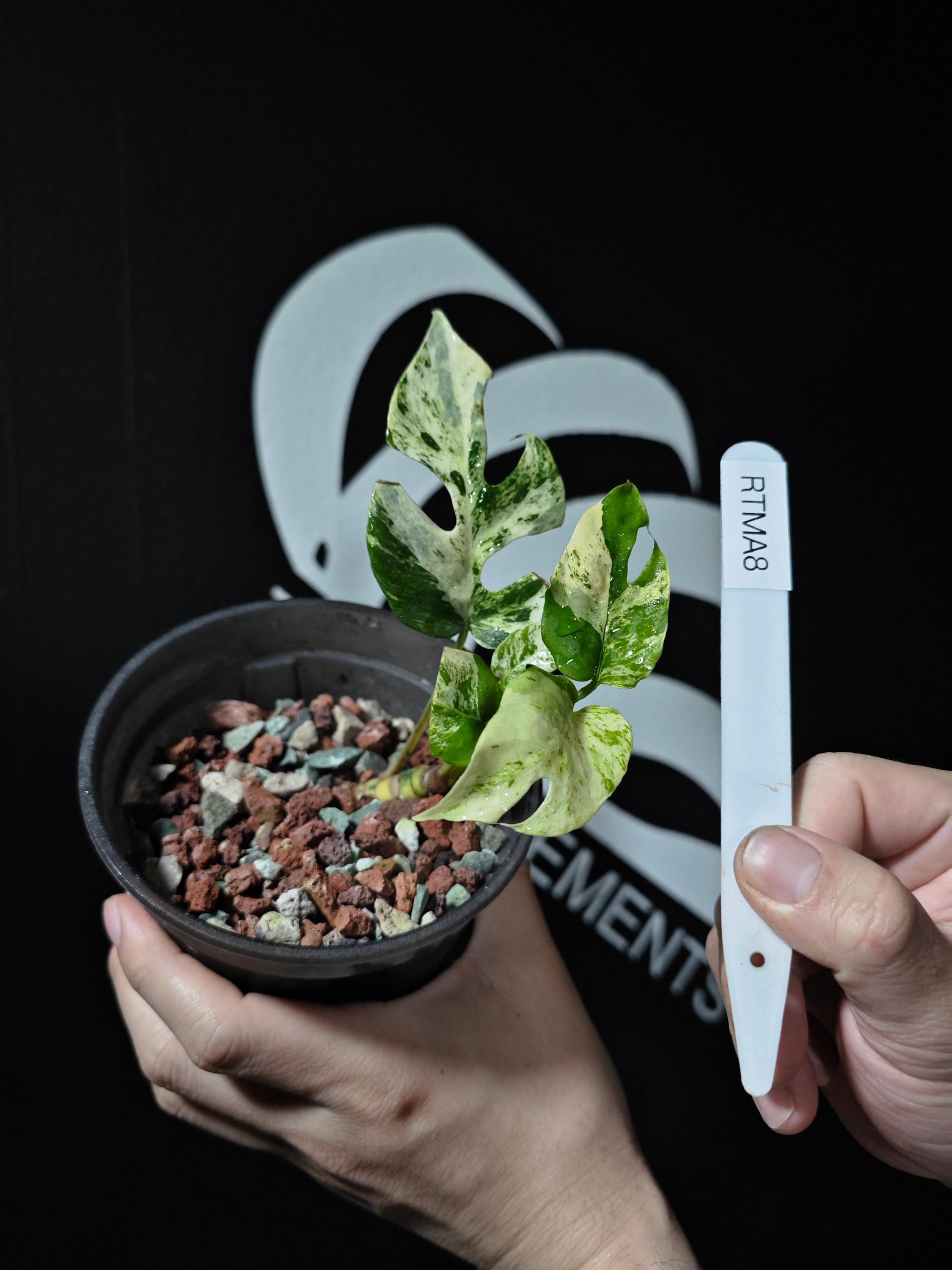 US Seller Rhaphidophora Tetrasperma Migma Variegated - Etsy