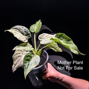 Variegated Cucullata Alocasia - Etsy