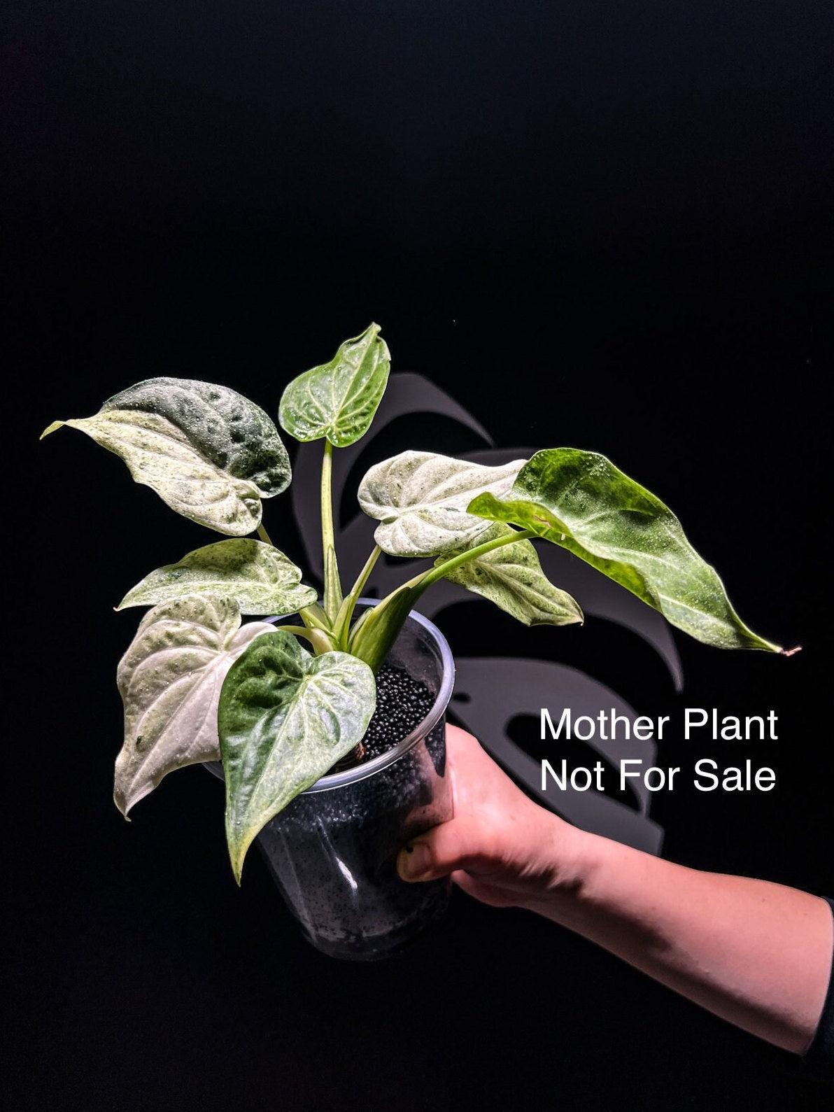 US Seller Alocasia Cucullata Variegated - Etsy