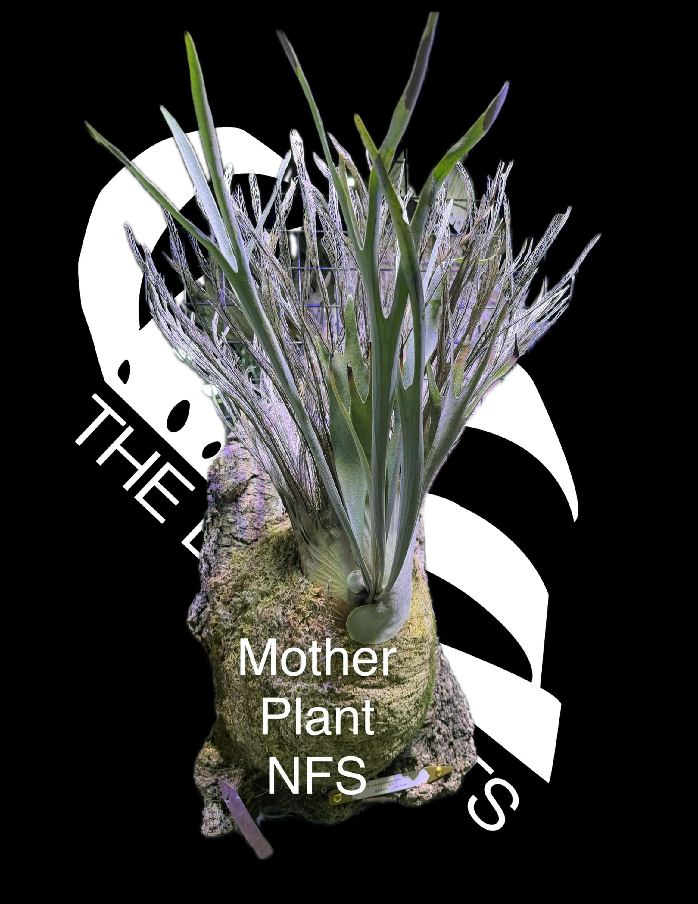 Platycerium Veitchii AR 