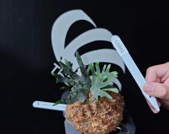 US Seller Platycerium Willinckii Golden Boy Sporeling - Etsy