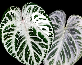 Anthurium Necromancer Dreamweaver X RLFS Carla 'amanda' Large