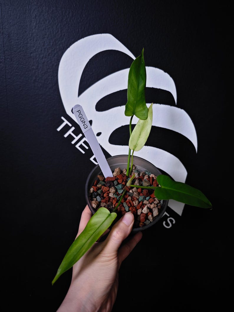 ThebasementsNYC Philodendron Golden Dragon