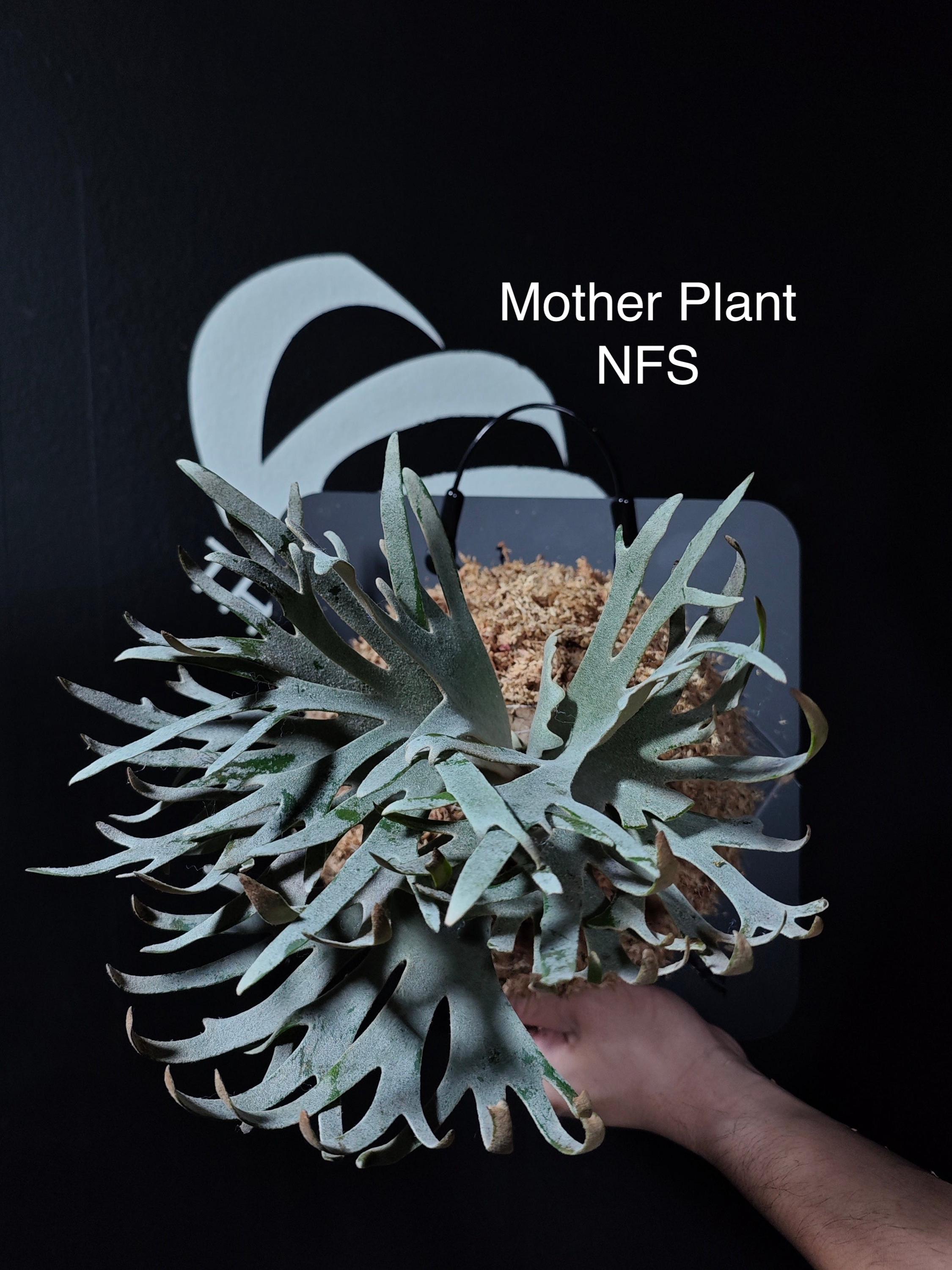 Platycerium Willinckii Jade Girl - Etsy