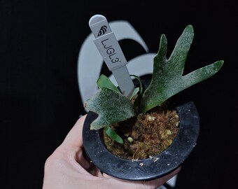 US Seller Platycerium Willinckii Jade Girl Sporelings - Etsy