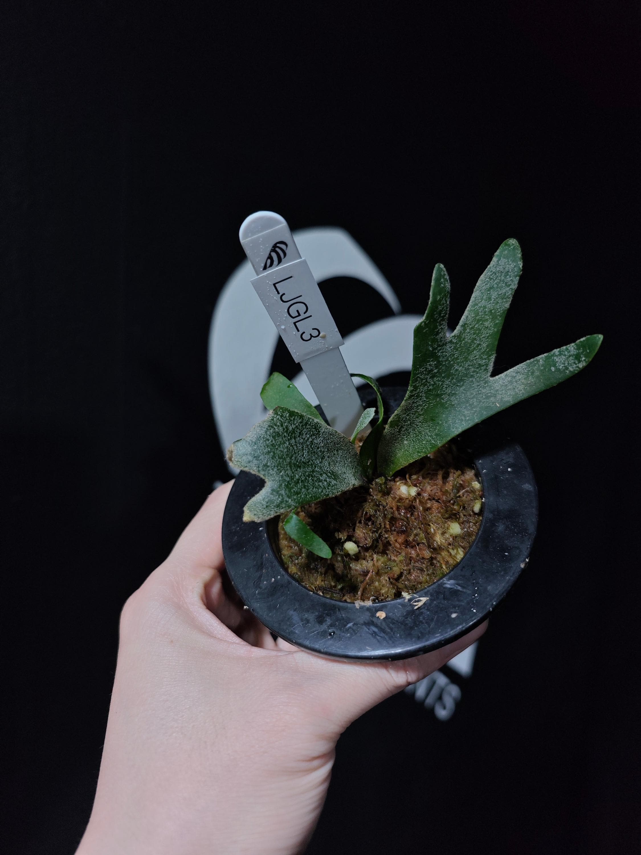 US Seller Platycerium Willinckii Jade Girl Sporelings - Etsy