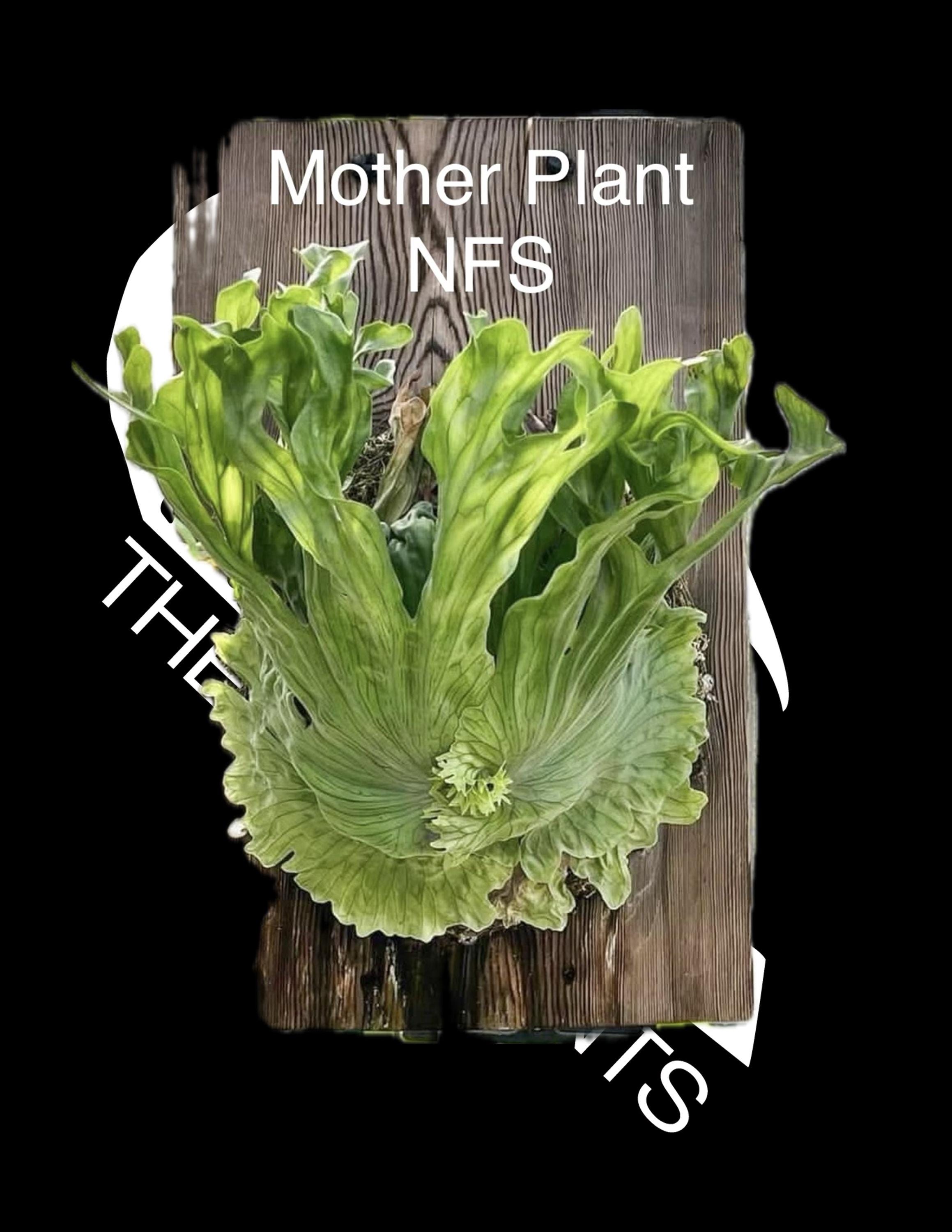 Platycerium Wandae Dwarf - Etsy
