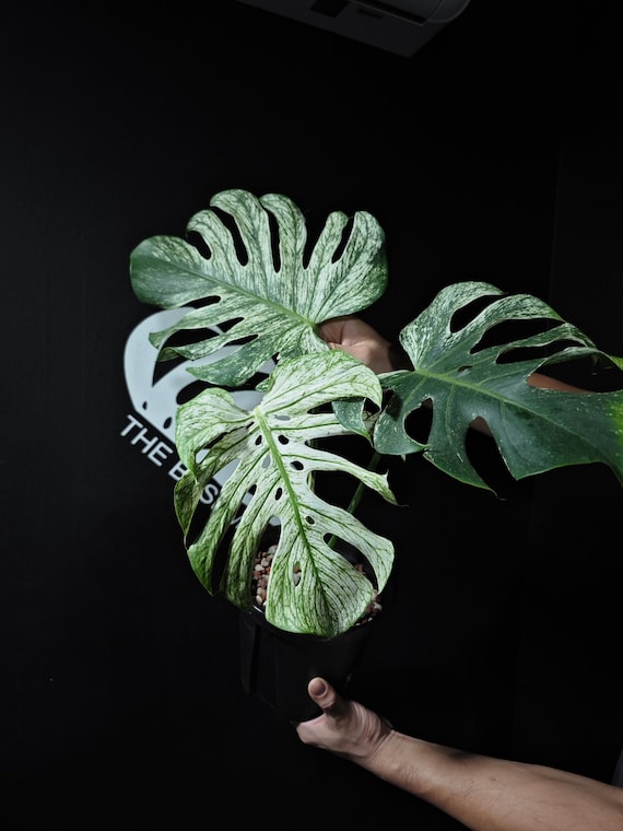 US Seller Monstera Devil Monster - Etsy
