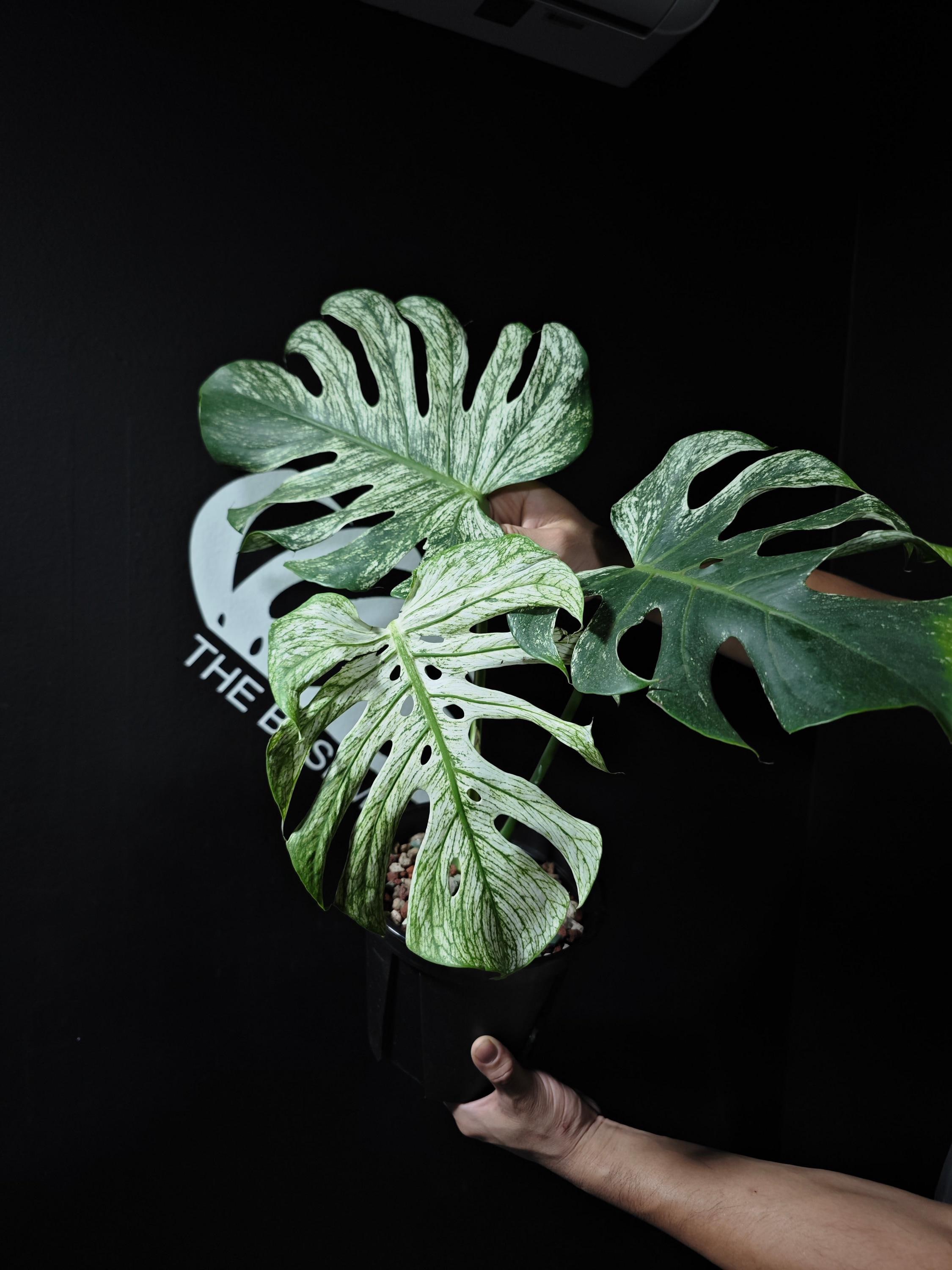 花瓶 VALIEM MONSTER MOUTH DEVIL / BOWL-M 51i3DGD9STL._AC_SY200_QL15_.jpg