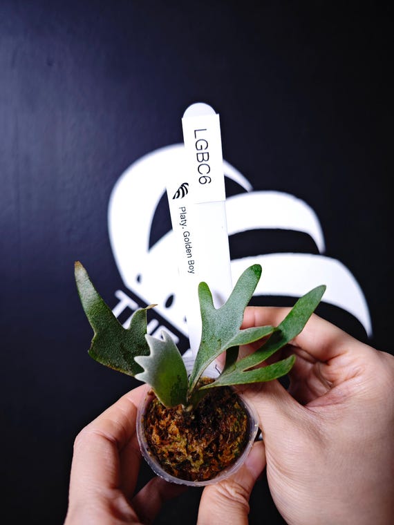 US Seller Platycerium Willinckii Golden Boy Sporeling - Etsy