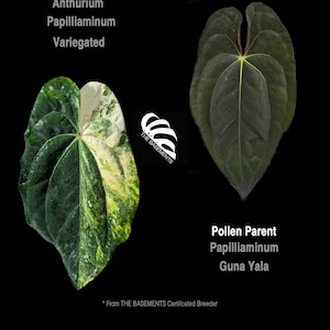 Anthurium Guna Yala - Etsy
