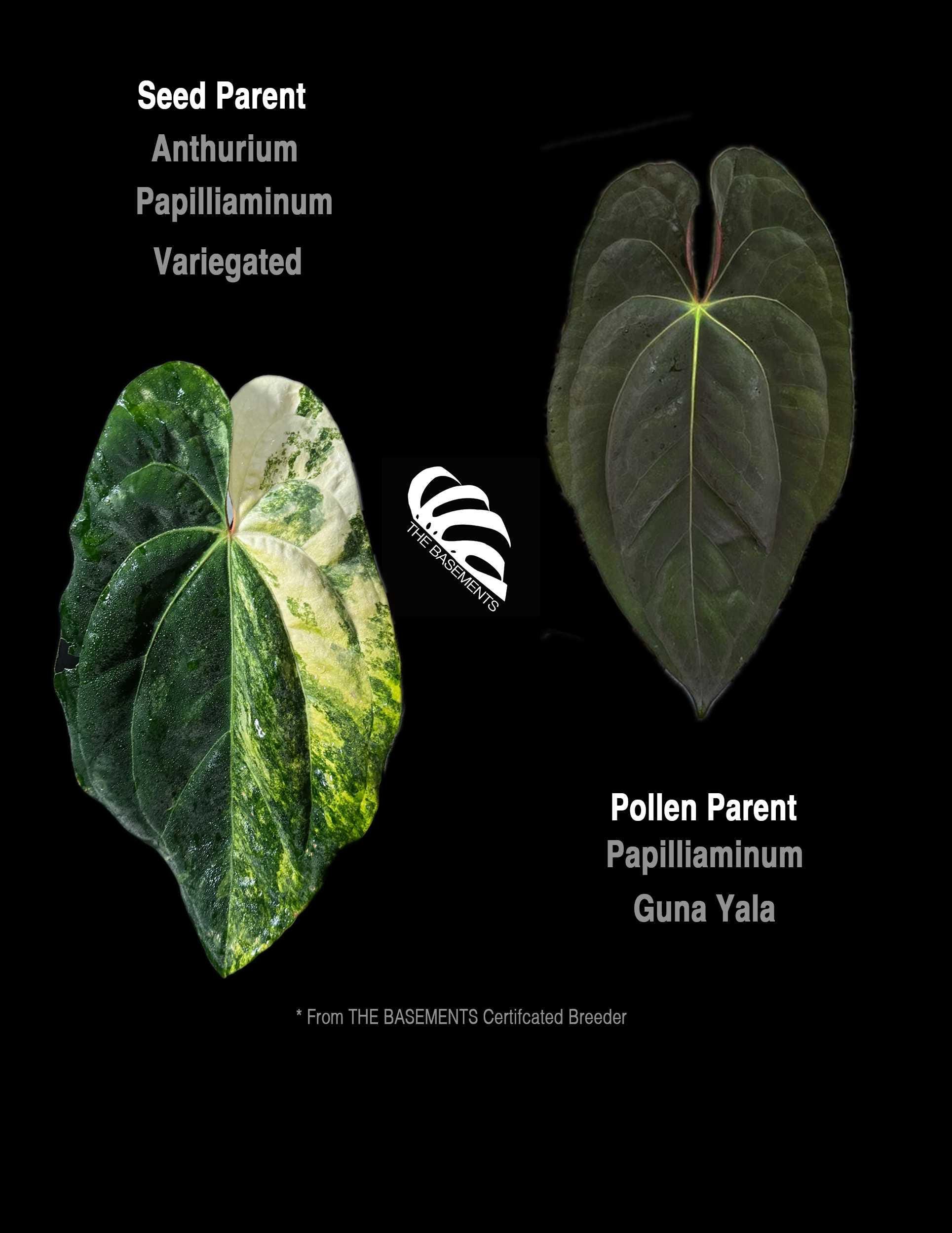 Anthurium Guna Yala - Etsy