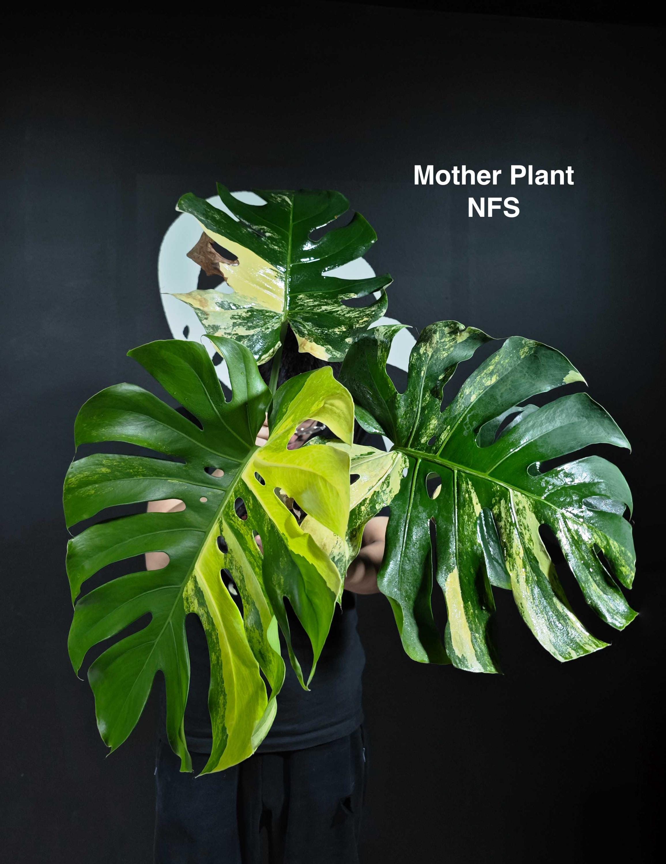 『SALE』Monstera Yellow Marilyn(TC) 【4-4】 Monstera Yellow Marilyn 4” - US SELLER - Etsy