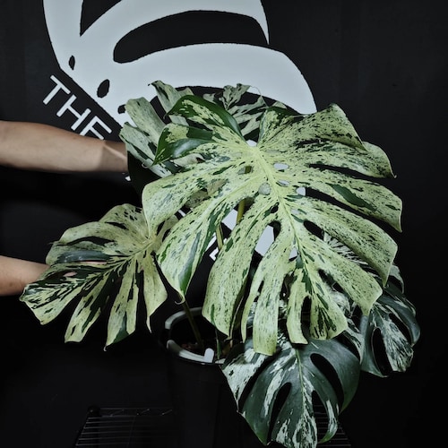 【select】P.willinckii\"jade girl\"sporeling P.willinckii Jade Girl Sporelings Select【artPLANTs/PLANTS