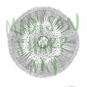 May include: Circular black and white art print with a central sphere, surrounded by a star-filled green area and a textured outer ring. The artwork has a detailed, hand-drawn appearance, with the artist's signature in the lower right corner.