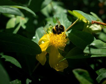 200 St. John’s Wort Seeds (Hypericum perforatum)