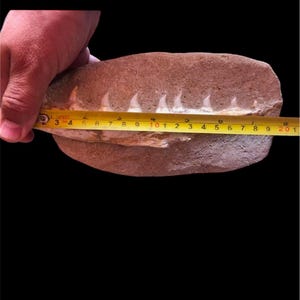 Fossile di mascella di mosasauro intatto di 20 cm in matrice – Un predatore del Cretaceo dal Marocco