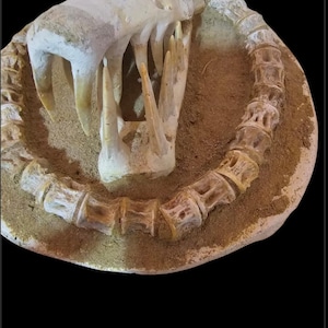Denti fossili di Enchodus con vertebre nella matrice: autentica esposizione preistorica dai bacini fosfatici di Khouribga, Marocco