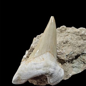 Moroccan Fossil Shark Tooth – Rare & One-of-a-Kind Collectible
