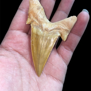 Raro set di fossili di denti di squalo Otodus (se acquisti 2 denti, ne ricevi 1 GRATIS!) / per regalo al marito, fossili marocchini / Sidi Chennane, Khouribga /