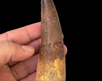 トリケラトプスの歯 - 白亜紀 - 6800万年前～6600万年前