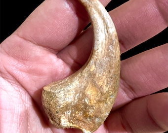 Natural pterosaur Claw Fossil: Kem Kem Beds, Morocco (5.9 cm)