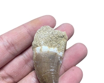 プレシオサウルスの歯、実物化石 - 白亜紀 - 1億500万年前から6600万年