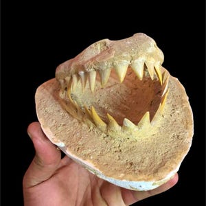 Decorazione a forma di teschio di squalo Otodus ultra-raro - Autentico fossile di Sidi Chennane!, Idea regalo, Idee per decorazioni fossili