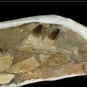 Fossile di mascella di Mosasauro in espositore Matrix Free - Esemplare autentico del Cretaceo dal Marocco