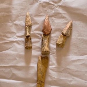 珍しい化石の猛禽類の爪を持つ恐竜、ケムケム、モロッコ、上部白亜紀