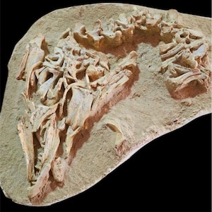 Rare Ancient Mosasaur Fossil in Matrix with Vertebrae – Found in Morocco”