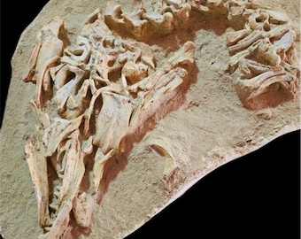 驚くべきプレシオサウルスの椎骨化石 - 先史時代の海生爬虫類