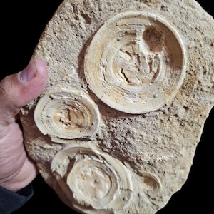 Fossile di vertebre di Mosasauro naturale in matrice naturale - preparato a mano dal Marocco"