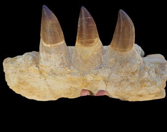 Authentic Mosasaur Jaw Fossil with Teeth – Rare Prehistoric Marine Predator”