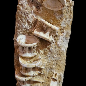 Maestosa reliquia fossile: vertebre in matrice naturale, rinvenute a Sidi Chennane, bacini marocchini.