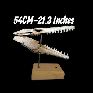 Rare 54Cm Mosasaur Skull Fossil – Museum-Quality Display Piece